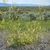 Leafy shoots with racemes of yellow legume flowers.