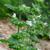 Melissa officinalis