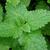 Melissa officinalis