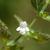 Melissa officinalis