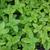 Melissa officinalis