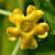 Melothria pendula, flower