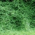 Form (Guilford County, NC)-Early Fall