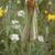 Tragopogon pratensis