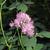 Thalictrum aquilegifolium