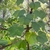 A twining vine with unusually lobed leaves