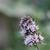 Close up of flower