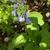 Mertensia virginia