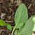 Mertensia virginica