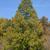 Metasequoia glyptostroboides