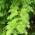 'Ogon' leaf, Buncombe Co. NC, early fall