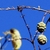 November cones have spirally arranged scales