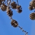 Metasequoia glyptostroboides living fossil female globular cones