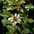 Michelia yunnanensis
