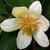 Michelia yunnanensis