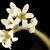 Micranthes virginiensis