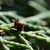 Stems with a small brown cone