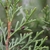 Scale-like leaves