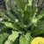 Fern with undivided leaves with warty texture.