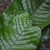 close-up of fern with undivided leaves showing venation.