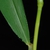 Leaf attachment and stem (Fairmount Park, Philadelphia, PA)-Mid