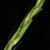 Seeds forming (Fairmount Park, Philadelphia, PA)-Mid Fall
