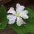 Mid Sept. _ Female Flower - Front View - Durham Co., NC