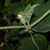 Mid Sept. -Female Flower Bud - Durham Co., NC