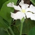 Mid Sept. _ Female Flower - Side View - Durham Co., NC