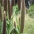 Dense, cattail-like spikes of grain