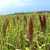Field of grass with dense upright spike of grain