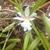 White orchid with a large lipe with yellow calluses