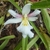 White orchid with a large lipe with yellow calluses