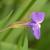 Mimulus ringens
