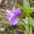 Mimulus ringens