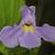 Mimulus ringens