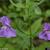 Mimulus ringens