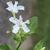 Mirabilis jalapa
