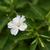 Mirabilis jalapa