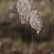 Seed heads in January