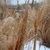Brown seed pod and white feathery stalks with individual seeds