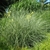 Form