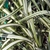 Variegated leaf detail