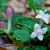 Mitchella repens