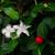 Mitchella repens