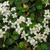 Mitchella repens