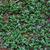 Mitchella repens
