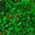 Mitchella repens