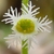 Flower - Closeup