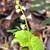Leaf/Flower/Bud
